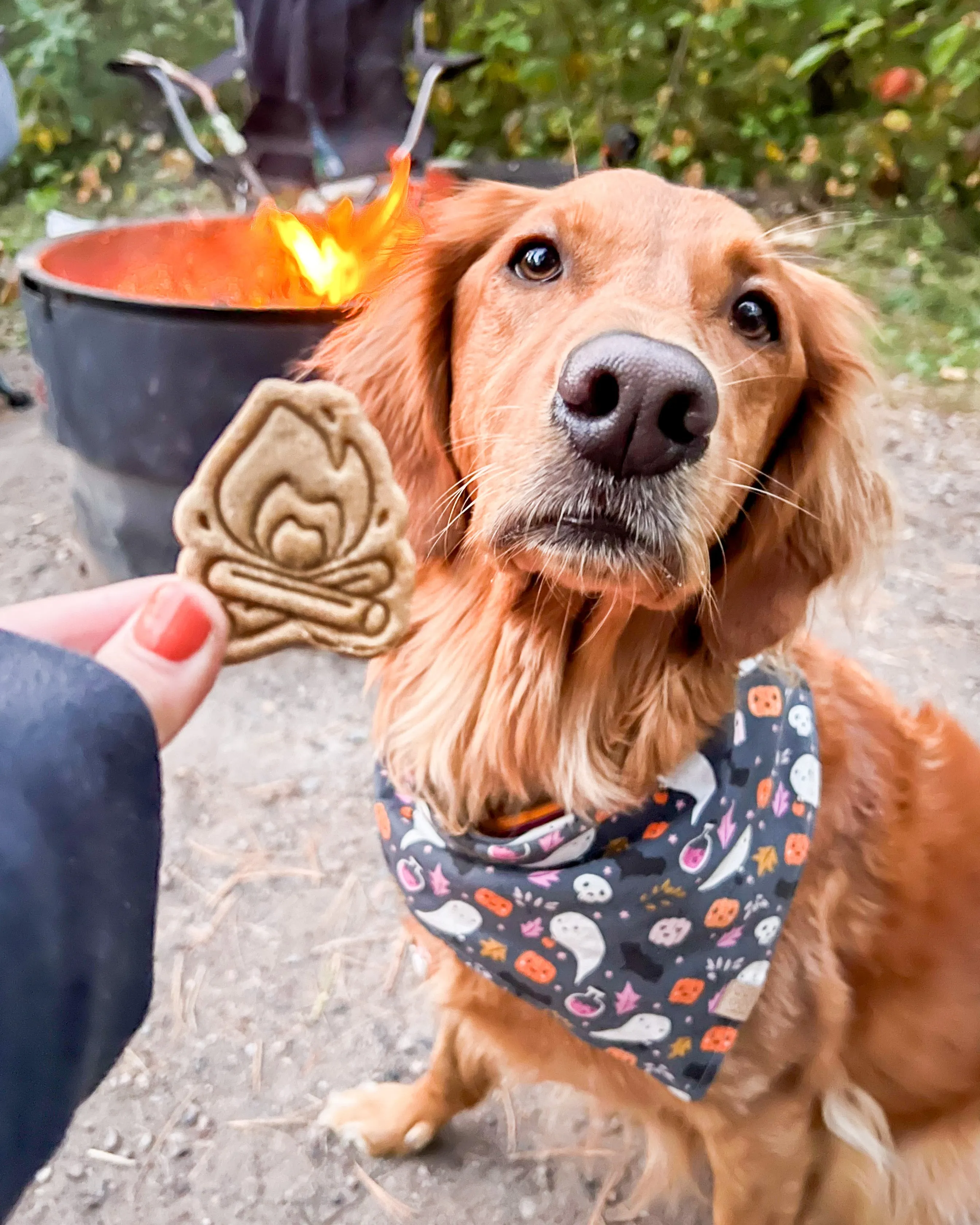 Campfire Cookie Cutter
