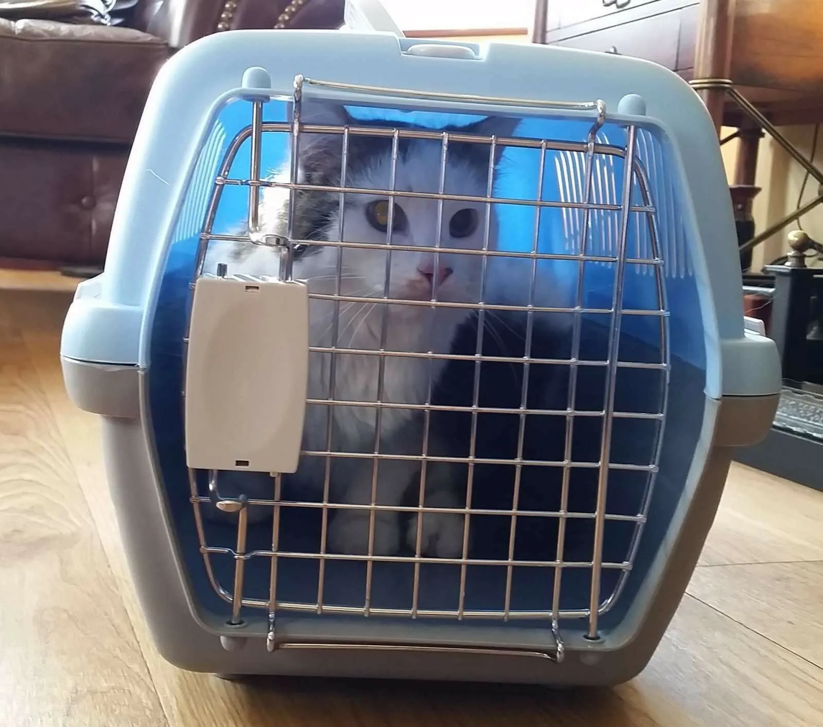 Cat Dog Animal Portable Travelling Carrier Crate For Transporting   Metal Cage