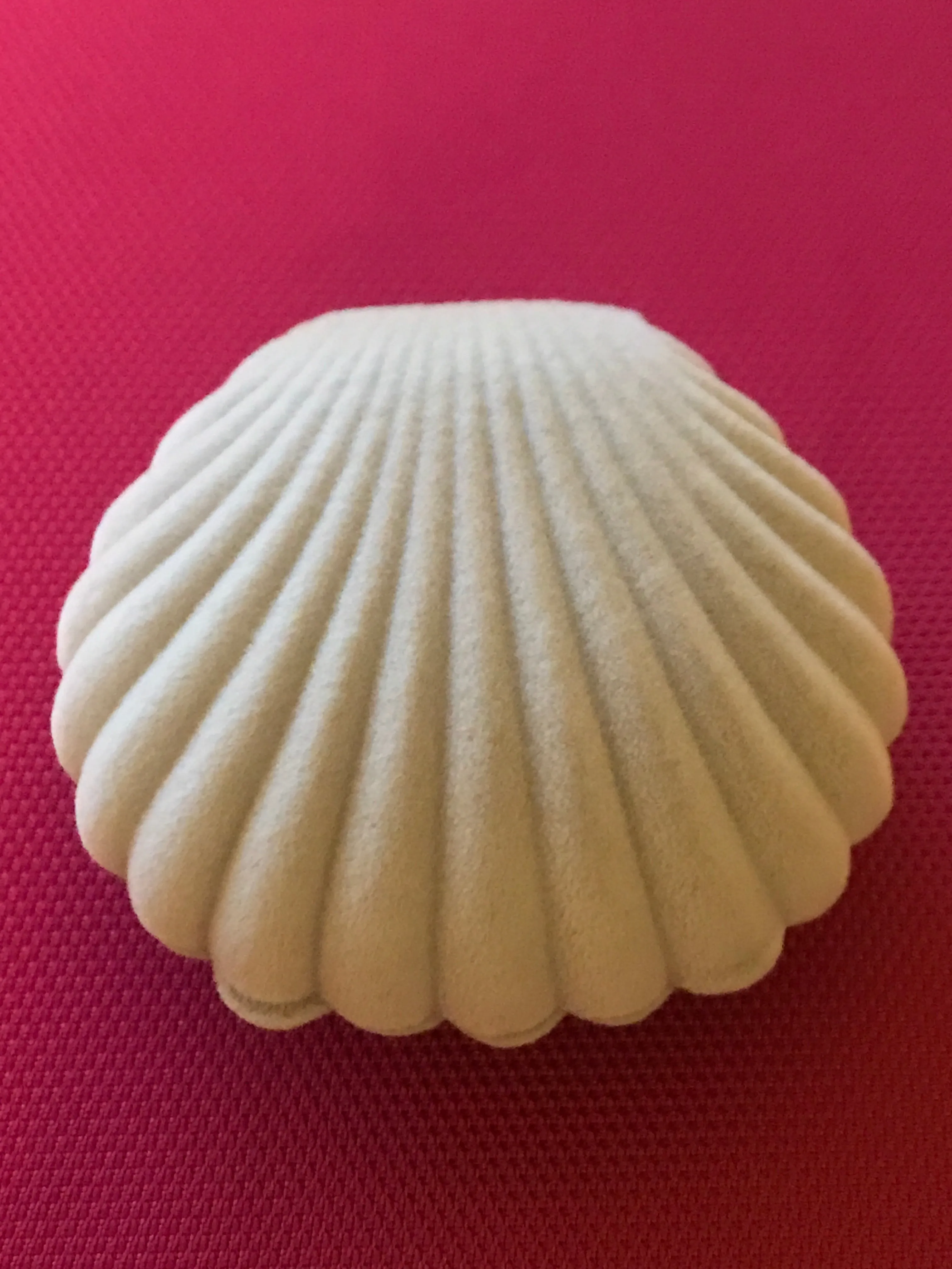 Oyster Jewelry Box