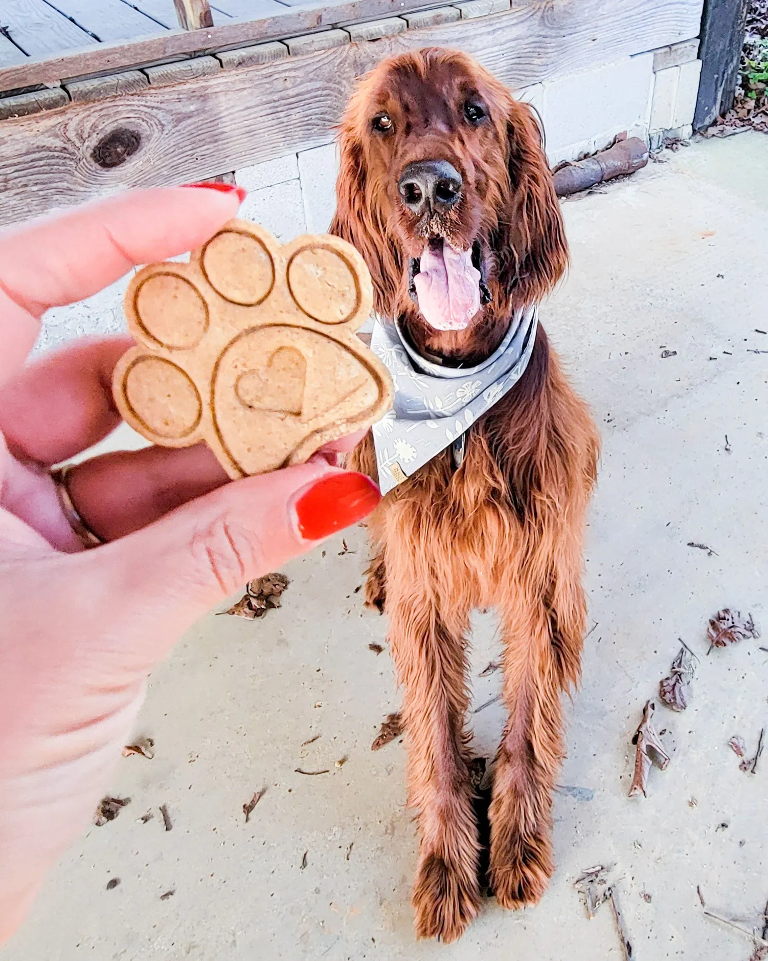 Paw Shaped Dog Cookie Cutter