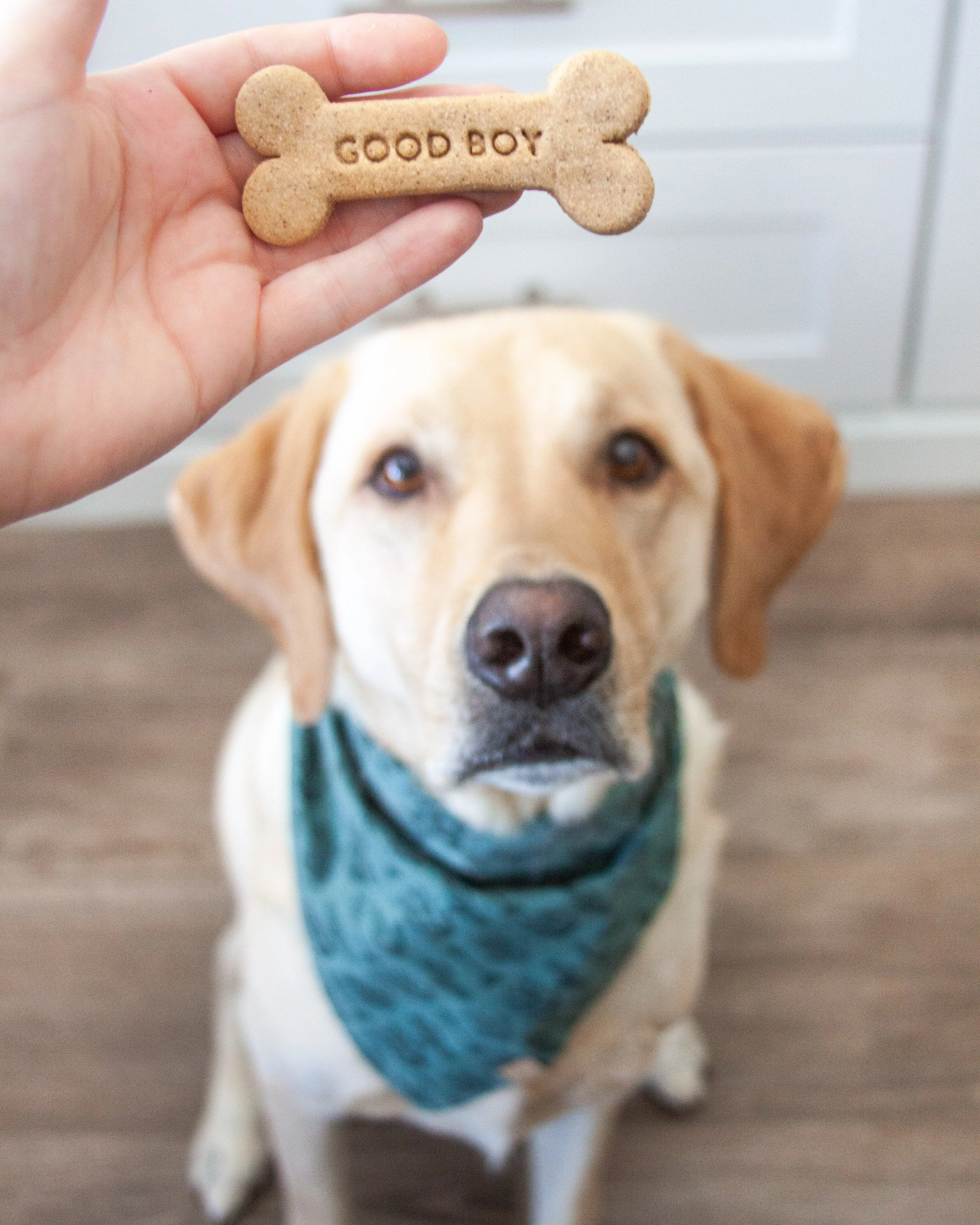 "Good Dog"  Bone Shaped Dog Biscuit Cookie Cutter ("Boy"   "Girl" Also Available)