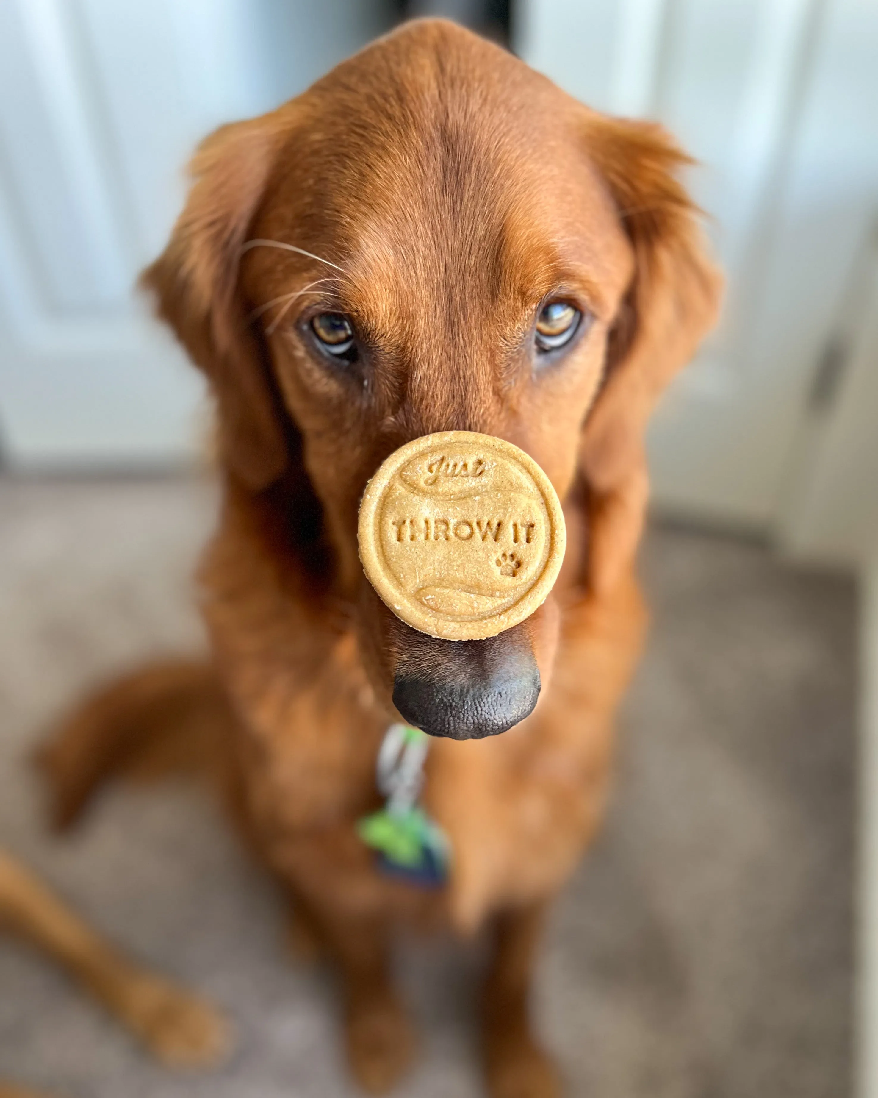 "Just Throw It" Dog Tennis Ball Shaped Cookie Cutter