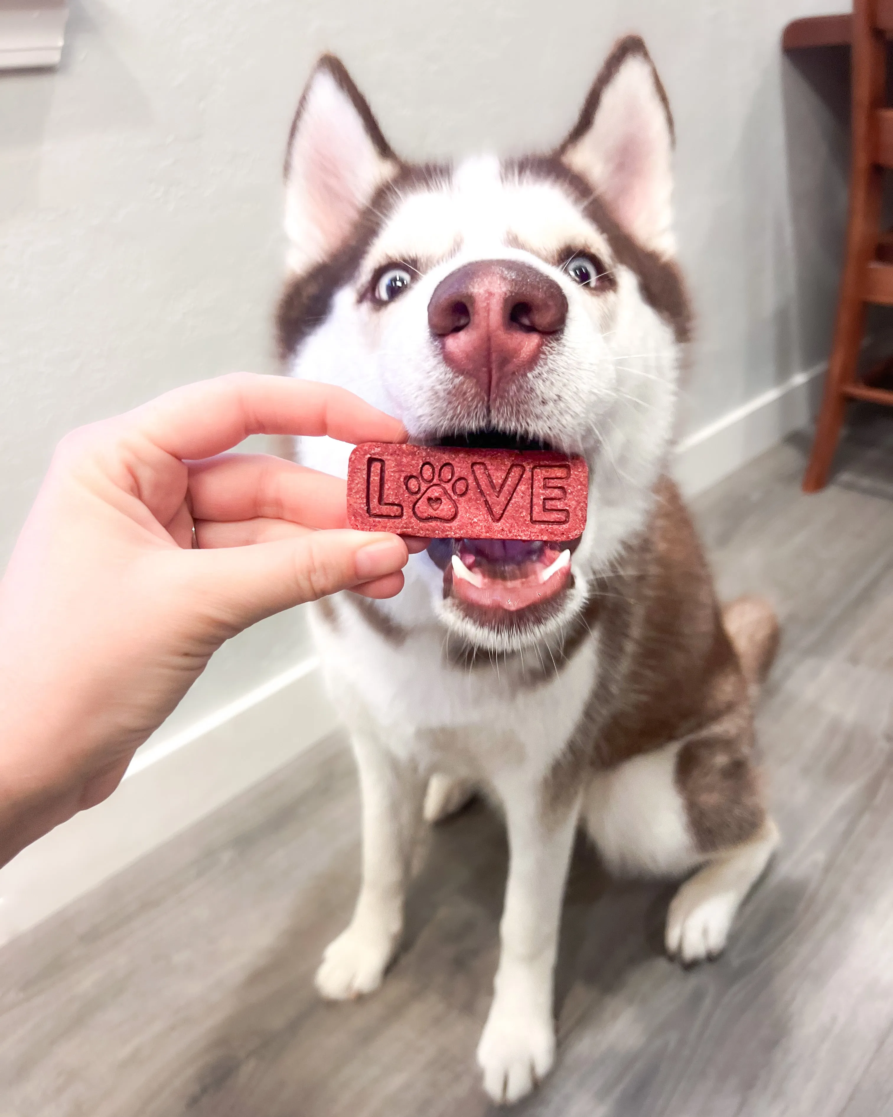 "LOVE" With A Paw - Dog Biscuit Cookie Cutter