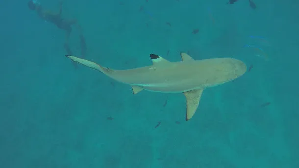 Underwater Shot of Sharks in Bora Bora