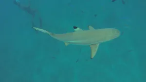 Underwater Shot of Sharks in Bora Bora